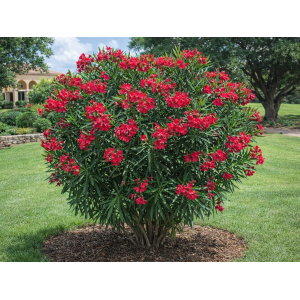 Oleander obyčajný (Nerium oleander) ´RED CARPET´- výška 80-100 cm, kont. C15L (-10/-12°C) - VIACKMENNÝ